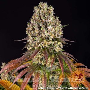 Sour Diesel - BARNEY'S FARM - 3