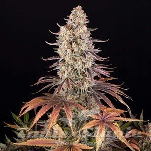 Sour Strawberry - BARNEY'S FARM - 5