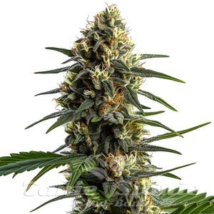 Blimburn Seeds