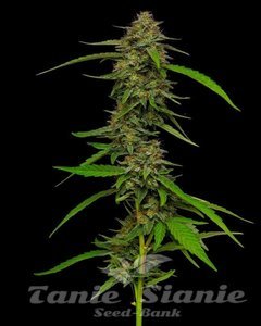 Strawberry Cheesecake Auto - HUMBOLDT SEEDS COMPANY - 1