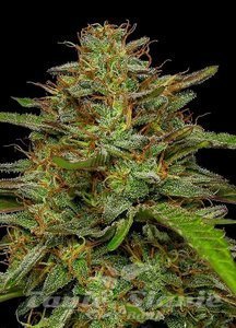 Strawberry Cheesecake - HUMBOLDT SEED COMPANY - 2