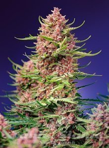 Strawberry Cola Sherbet F1 Fast Version - SWEET SEEDS - 1
