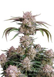 Strawberry Gorilla Auto - FASTBUDS - 1
