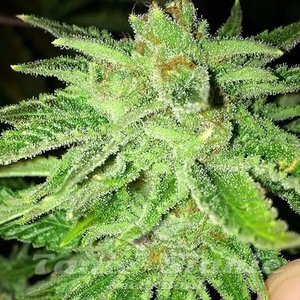 Strawberry OG - THE CALI CONNECTION - 3