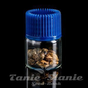 Strawberry Skrilla - COMPOUND GENETICS - 6