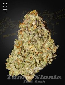 Super Lemon Haze x GMO - GREEN HOUSE SEEDS - 2