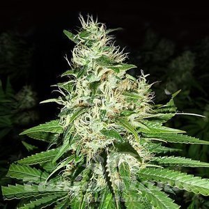 Super Silver Haze - 1