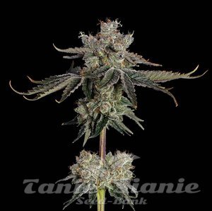 Sweet 16 - HAPPY VALLEY GENETICS - 1