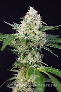 Crystal Candy Auto - SWEET SEEDS - 2