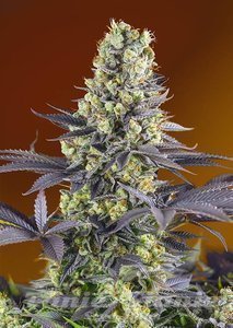 Sweet Zenzation - SWEET SEEDS - 1