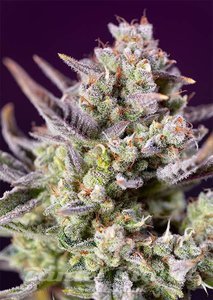 Sweet Zenzation XL Auto - SWEET SEEDS - 1