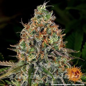 Tangerine Dream Auto - BARNEY'S FARM - 4