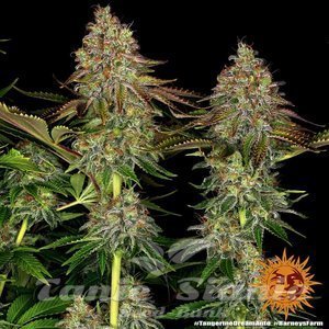Tangerine Dream Auto - BARNEY'S FARM - 5