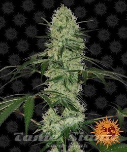 Tangerine Dream Auto - BARNEY'S FARM - 1