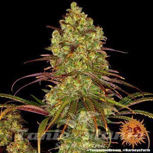 Tangerine Dream - BARNEY’S FARM - 2