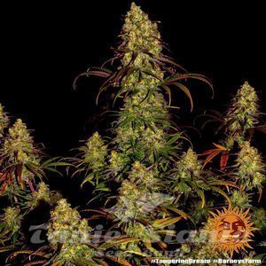 Tangerine Dream - BARNEY’S FARM - 4