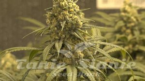 Green Crack - THE CALI CONNECTION - 4