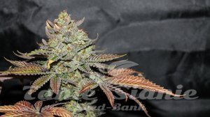 LA Cookies - THE CALI CONNECTION - 3
