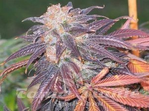 Purple Chem - THE CALI CONNECTION - 3