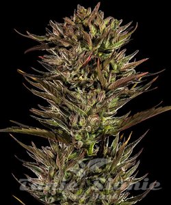 Thin Mint x Sour Pinot Auto - BARNEY'S FARM - 2