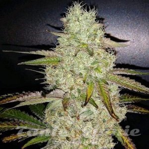 Toasted R1 - ETHOS GENETICS - 1