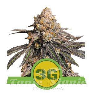 Triple G Auto - ROYAL QUEEN SEEDS - 1