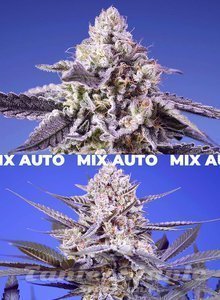 Tropical & Delicious Mix - SWEET SEEDS - 2
