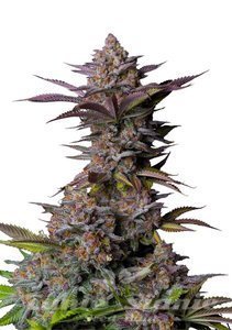 Tropicana Cookies FAST - FASTBUDS - 1