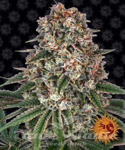 Tropicanna Banana - BARNEY'S FARM - 1