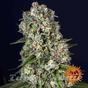 Tropicanna Banana - BARNEY'S FARM - 4