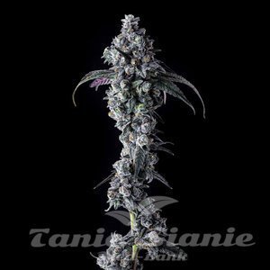UK Riot - COMPOUND GENETICS - 1
