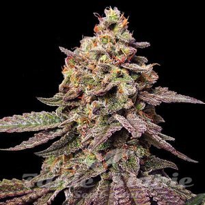 Watermelon F1 - 1