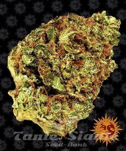 Watermelon Zkittlez Auto - BARNEY’S FARM - 6