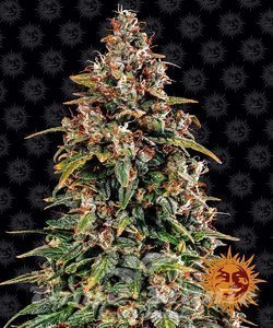Watermelon Zkittlez Auto - BARNEY’S FARM - 1