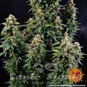 Watermelon Zkittlez Auto - BARNEY’S FARM - 3