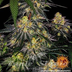 Watermelon Zkittlez - BARNEY'S FARM - 4