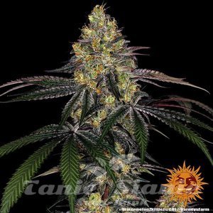 Watermelon Zkittlez - BARNEY'S FARM - 6
