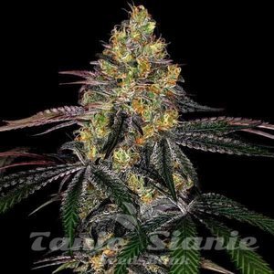 Watermelon Zkittlez Fast Version - 1