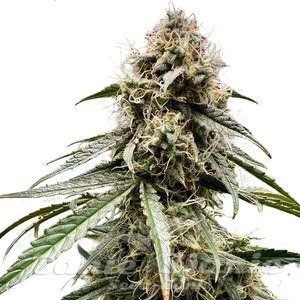 Atlas Seeds