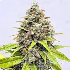 Wedding Crasher - 1