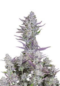 Wedding Glue Auto - FASTBUDS - 1