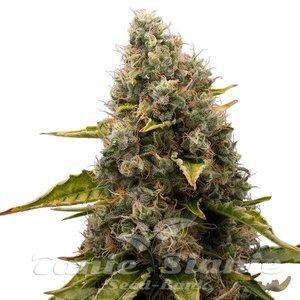 White Widow - 1