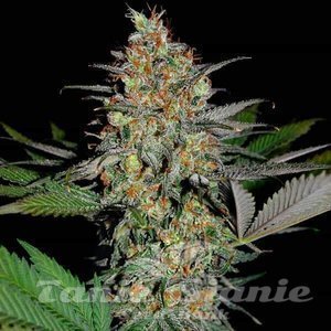 White Widow x AK47 Fast Version - 1
