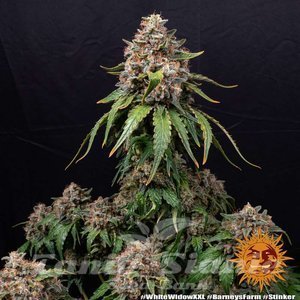 White Widow XXL - BARNEY'S FARM - 3