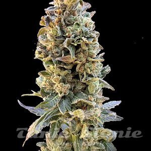XTC OG - ELEV8 SEEDS - 2