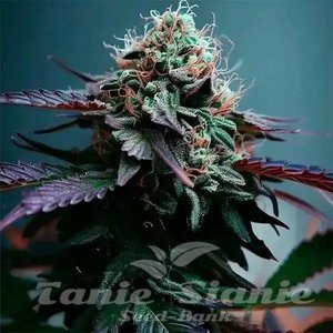 Zkittlez x Purple Punch F1 Auto - 1