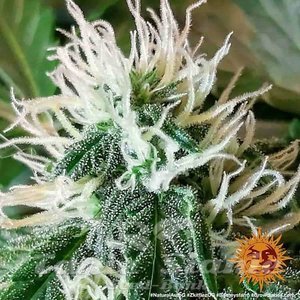 Zkittlez OG Auto - BARNEY'S FARM - 2