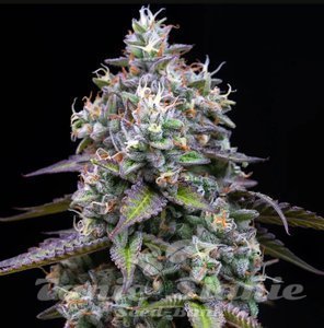 Zoap - BARNEY'S FARM - 2