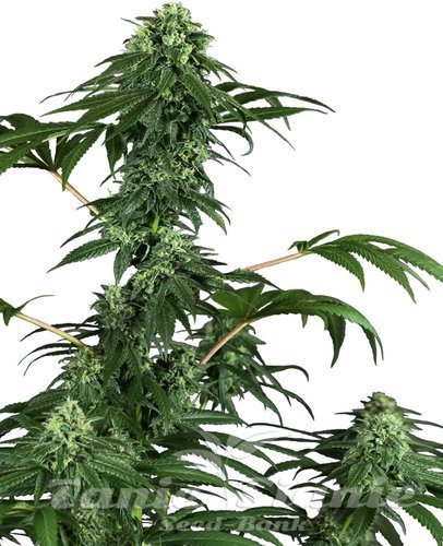 Nasiona Marihuany 420 Punch - SENSI SEEDS