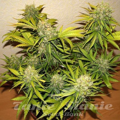 60 Day Grapefruit Auto